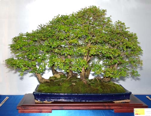 Ulmus Parvifolia Bonsai